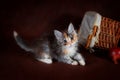 Purebred beautiful Suberian cat, kitten on a brown background. Harvest of autumn vegetables and fruits in baskets as Royalty Free Stock Photo