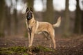Purebred Belgian Malinois Dog Royalty Free Stock Photo