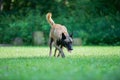 Purebred belgian malinois outside