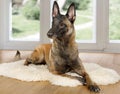 Purebred Belgian shepherd dog Malinois dog lying on a fur rug on the living room floor