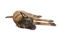 Purebred Belgian shepherd dog Malinois lying in studio Royalty Free Stock Photo