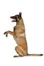 Purebred Belgian shepherd dog Malinois sitting up on its hind legs