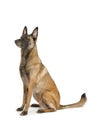 Purebred Belgian shepherd dog Malinois sitting on a white