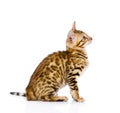 Purebred bengal cat looking up. isolated on white background Royalty Free Stock Photo