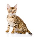 Purebred bengal kitten. looking at camera. isolated Royalty Free Stock Photo