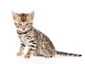 Purebred bengal kitten looking at camera. isolated Royalty Free Stock Photo