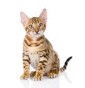 Purebred bengal kitten. looking at camera. on white Royalty Free Stock Photo