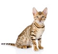 Purebred bengal kitten. looking at camera. Royalty Free Stock Photo