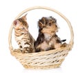 Purebred bengal kitten and Yorkshire Terrier puppy sitting in basket Royalty Free Stock Photo