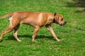 Purebred big brown South-African massive dog species Boerboel