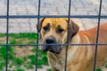 Purebred big brown South-African massive dog species Boerboel