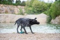 Purebred black labrador retriever dog shaking off the water Royalty Free Stock Photo