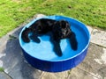 black newfoundland dog lies in a small swimming pool outside Royalty Free Stock Photo