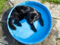 black newfoundland dog lies in a small swimming pool outside Royalty Free Stock Photo