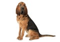 Purebred Bloodhound dog Royalty Free Stock Photo