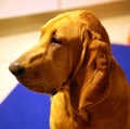 Purebred bloodhound 8 old months puppy with lovely eyes