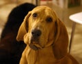 Purebred bloodhound 8 old months puppy with lovely eyes