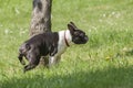 Purebred Boston Terrier male pees on a trunk of a tree