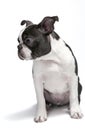 Purebred Boston Terrier pupy head portrait, studio, white background, isolated Royalty Free Stock Photo