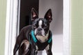 Purebred Boston terrier wearing turquoise and black harness standing in doorway looking at camera