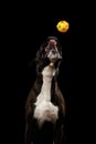 Purebred Boxer Dog Isolated on Black Background