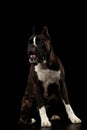 Purebred Boxer Dog Isolated on Black Background Royalty Free Stock Photo