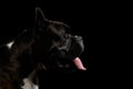 Purebred Boxer Dog Isolated on Black Background Royalty Free Stock Photo