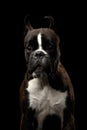 Purebred Boxer Dog Isolated on Black Background Royalty Free Stock Photo