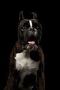 Purebred Boxer Dog Isolated on Black Background Royalty Free Stock Photo