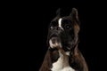 Purebred Boxer Dog Isolated on Black Background Royalty Free Stock Photo