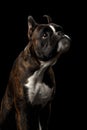 Purebred Boxer Dog Isolated on Black Background Royalty Free Stock Photo