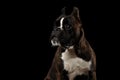 Purebred Boxer Dog Isolated on Black Background Royalty Free Stock Photo