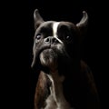 Purebred Boxer Dog Isolated on Black Background Royalty Free Stock Photo