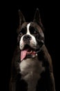 Purebred Boxer Dog Isolated on Black Background Royalty Free Stock Photo