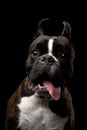 Purebred Boxer Dog Isolated on Black Background Royalty Free Stock Photo