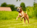 Purebred Boxer dog