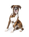 Purebred Boxer Dog Sitting Looking Forward Royalty Free Stock Photo