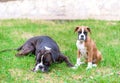 Purebred Boxer little puppy sitting and big dog laying in the grass on sunny summer day. Two pets in spring outdoors Royalty Free Stock Photo