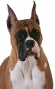 Purebred boxer