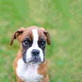 Purebred Boxer puppy dog laying in the grass on sunny summer day Royalty Free Stock Photo