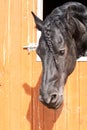 Purebred braided black Friesian horse portrait. Outdoors image.