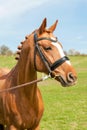 Purebred braided chestnut horse portrait. Multicolored summertime outdoors image.