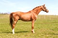 Purebred braided chestnut stallion standing on pasturage. Exterior image.