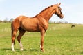 Purebred braided red stallion standing on pasturage. Exterior image.