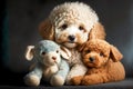 purebred breed portrait curly puy little poodles with soft toy