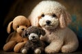 purebred breed portrait curly puy little poodles with soft toy