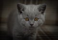 Purebred British shorthair cat. portrait of a kitten in dark colors. art processing. cat with expressive orange eyes Royalty Free Stock Photo