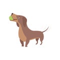 Purebred brown dachshund dog playing with ball vector Illustration on a white background Royalty Free Stock Photo