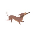 Purebred brown dachshund dog playing with stick vector Illustration on a white background Royalty Free Stock Photo