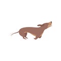 Purebred brown dachshund dog running vector Illustration on a white background